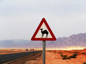 Camel Crossing
