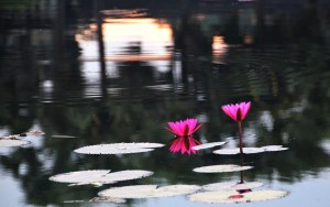 Angkor Wat