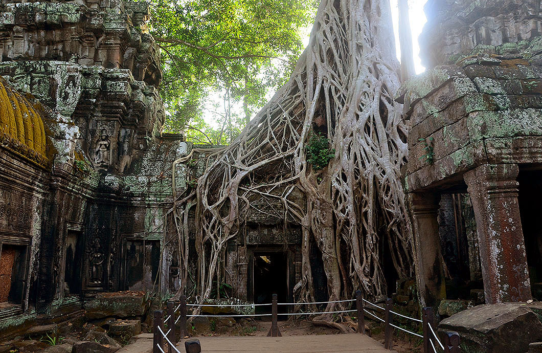 Ta Phrom covered with roots