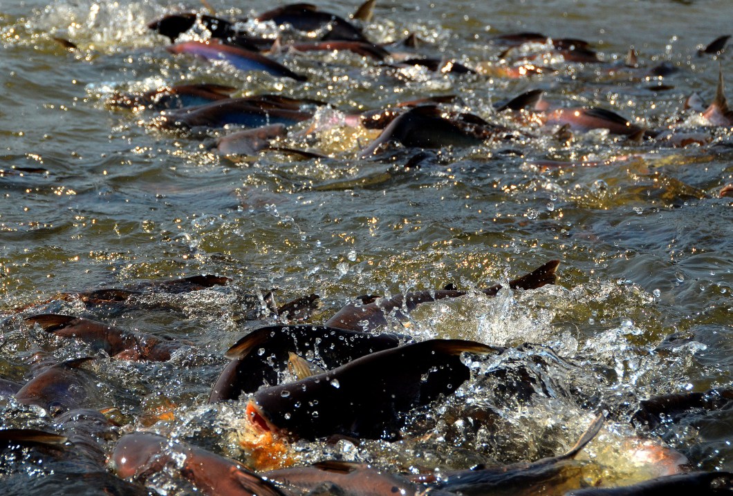 Feeding Carp on the Chao Phraya river, Bangkok
