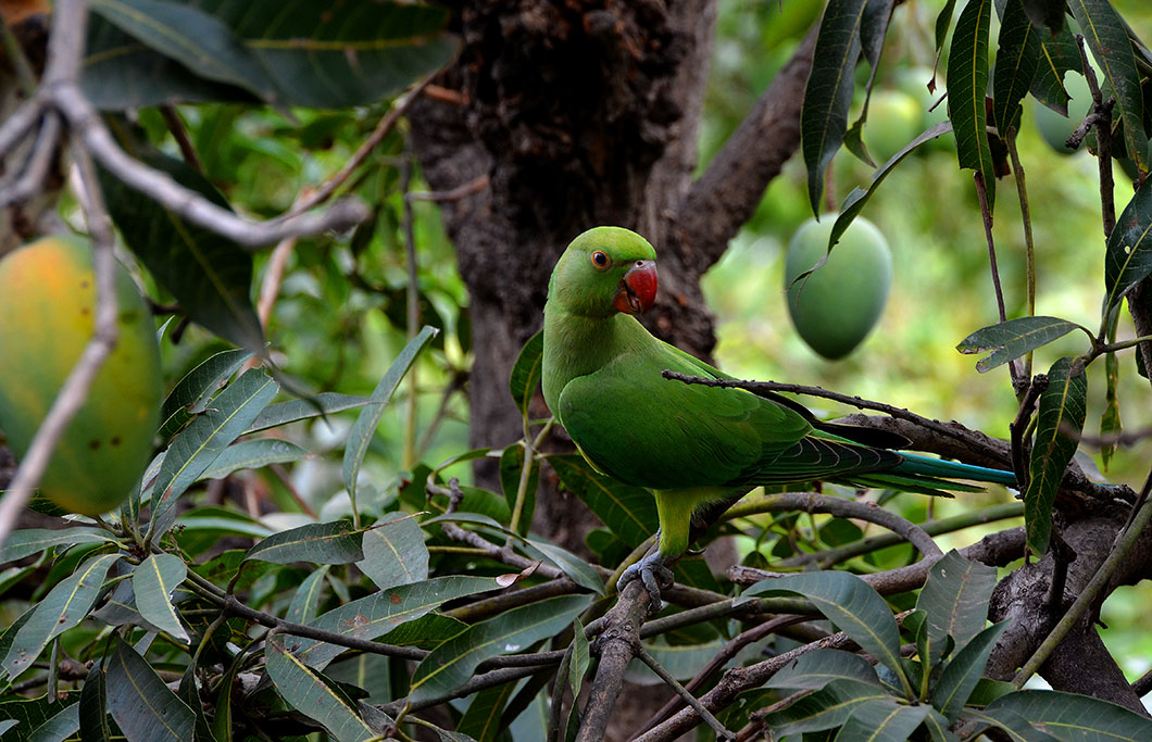Parrot & mango
