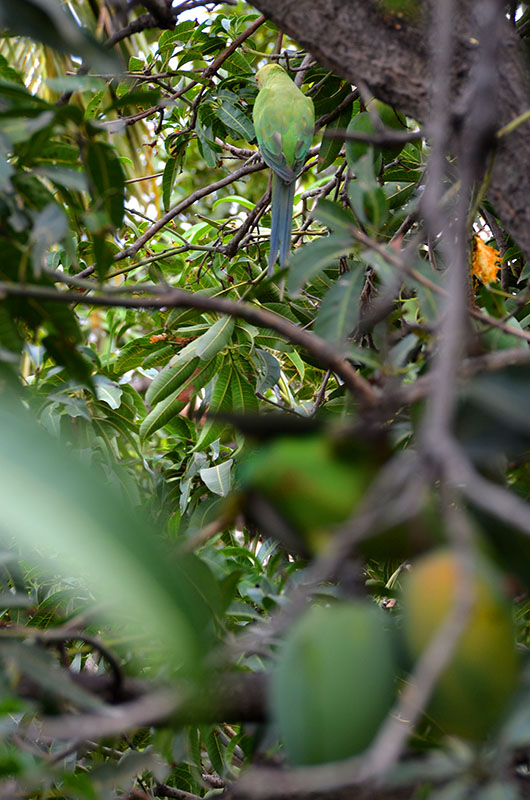 Parrot in the background