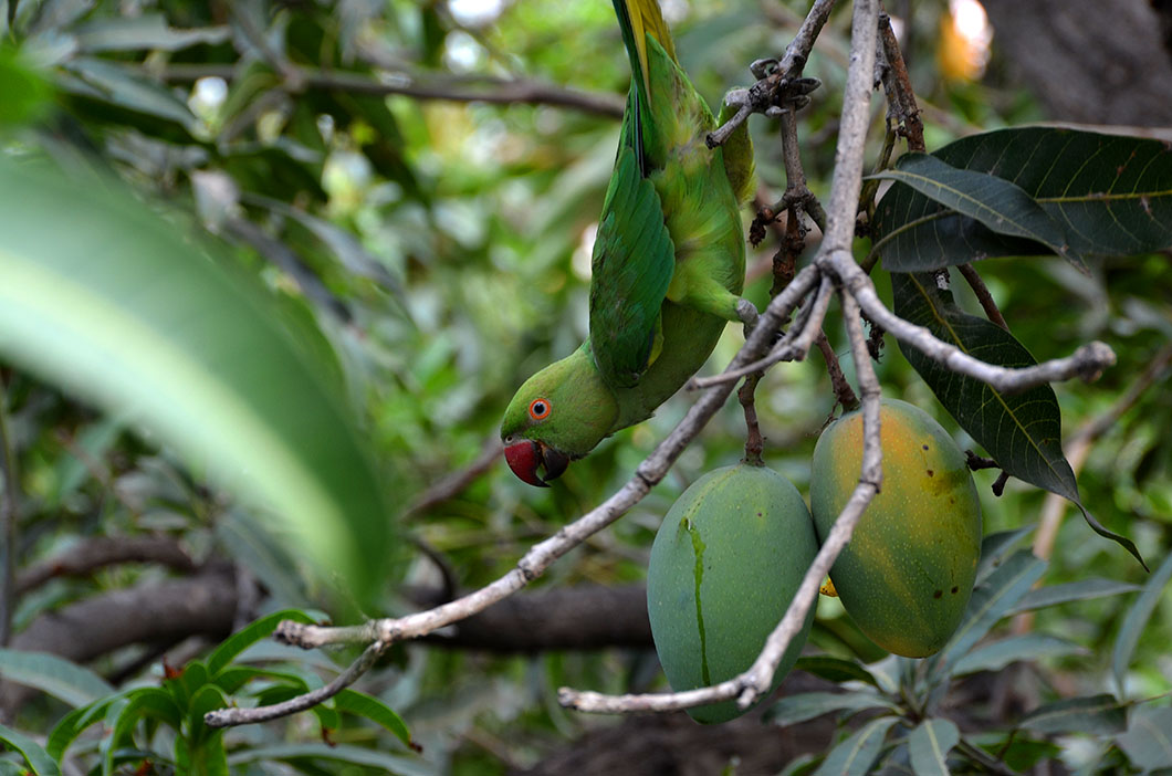 Parrot & mango