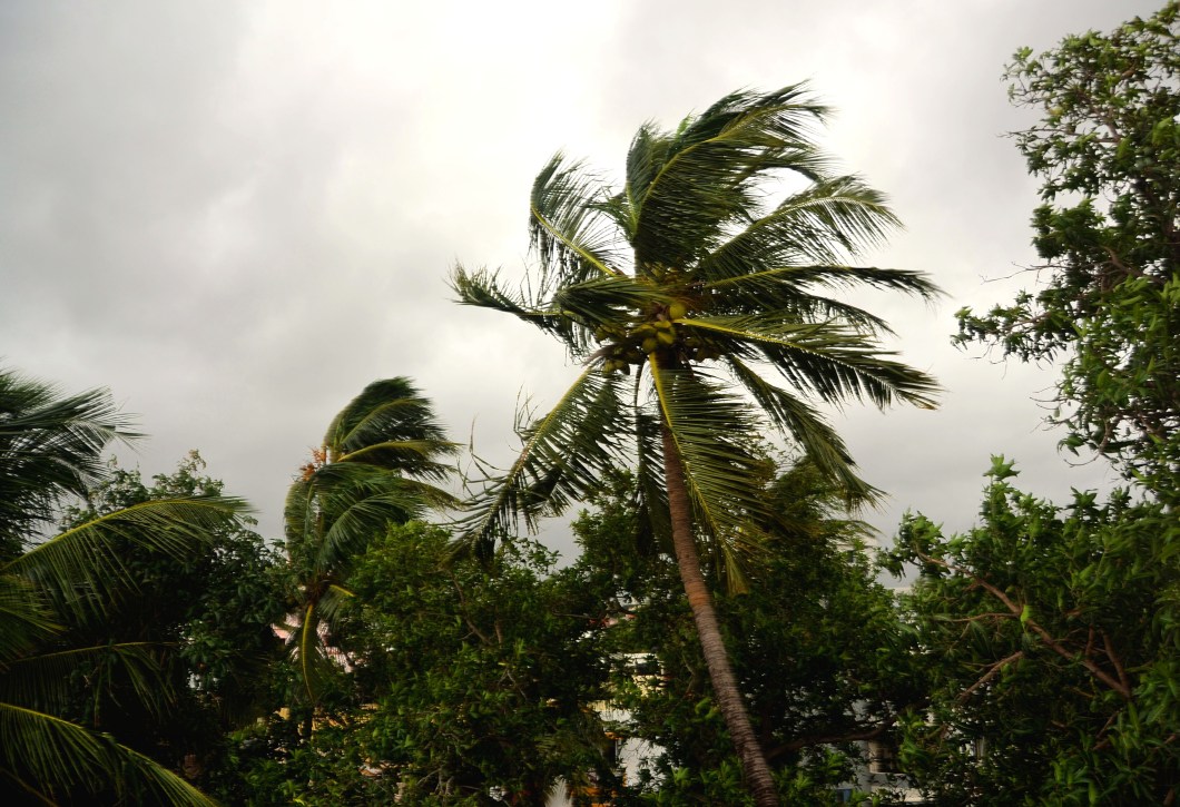 Wind bashed palm trees - Chennai, India