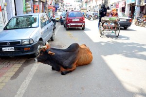 Cow Lucknow