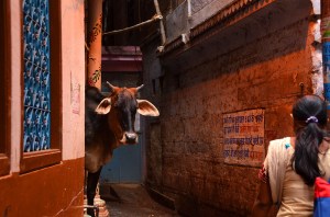 Cow - Varanasi, India
