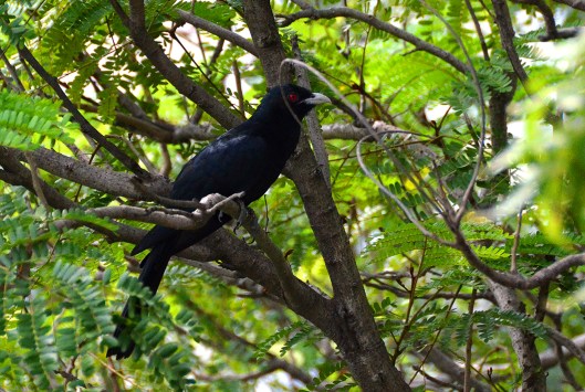 Male Indian Koel - Chennai, India
