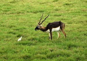 Black Buck - Sikandra