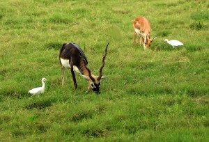 Black Buck - Sikandra