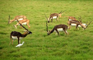 Black Buck - Sikandra