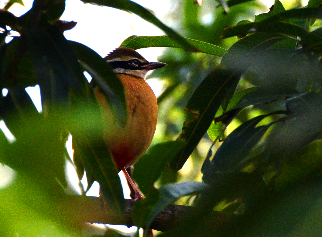 Orange-breasted Nuthatch - Chennai, India