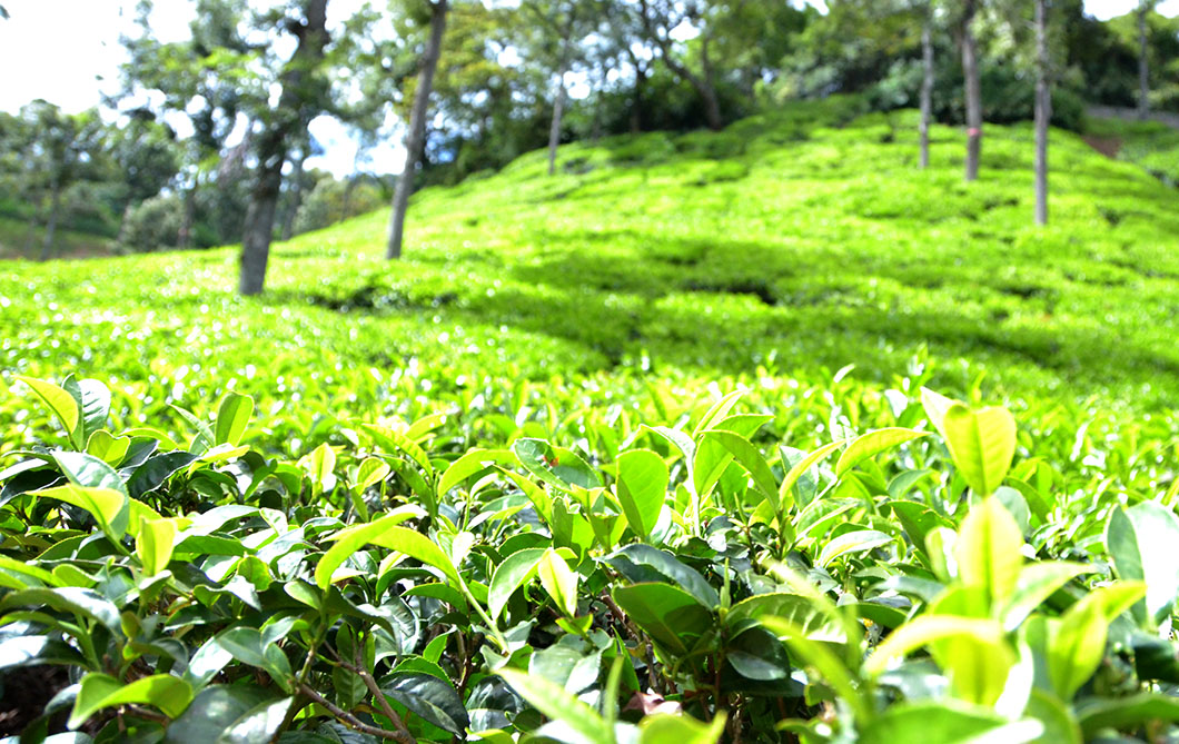 Tea gardens in Coonoor