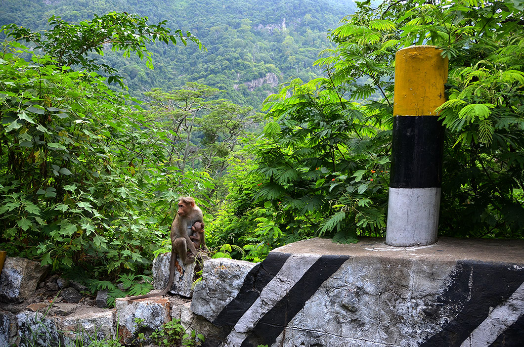 Monkeys on highway