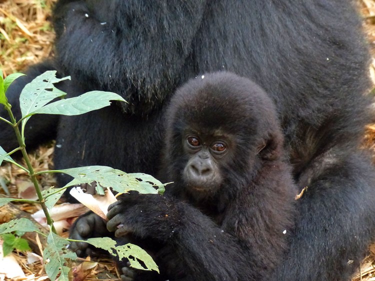 Baby gorilla seated on mother's lap.
