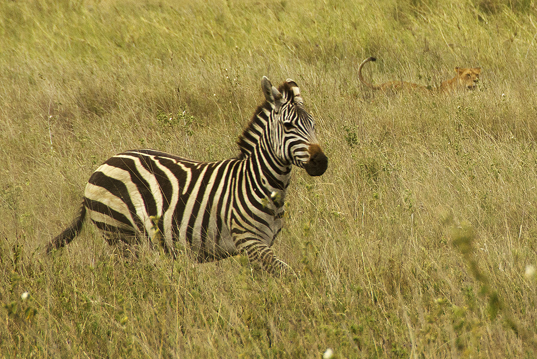 Lioness stalking Zebra - Serengeti National Park