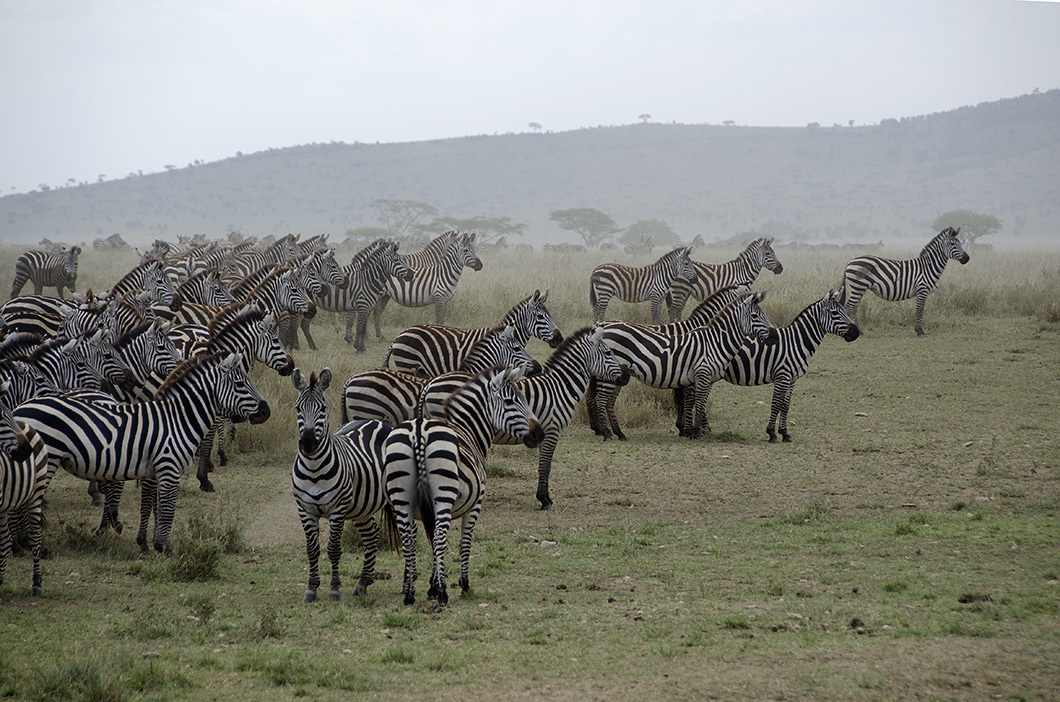 Zebra herd on alert