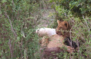 Lion cub with kill - Serengeti