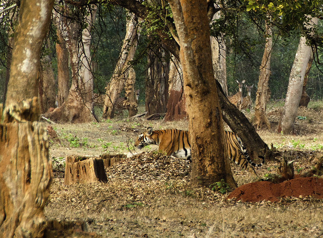Tiger - Nagarhole Reserve