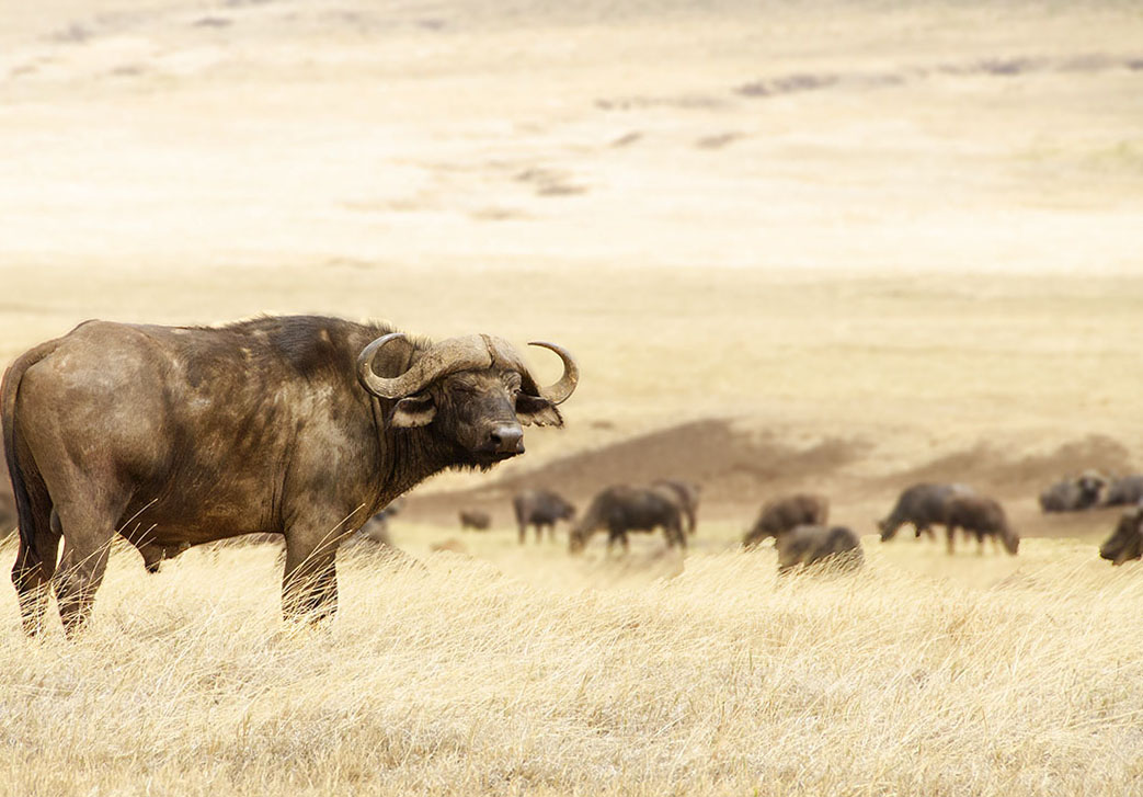 Cape Buffalo, Ngorongoro