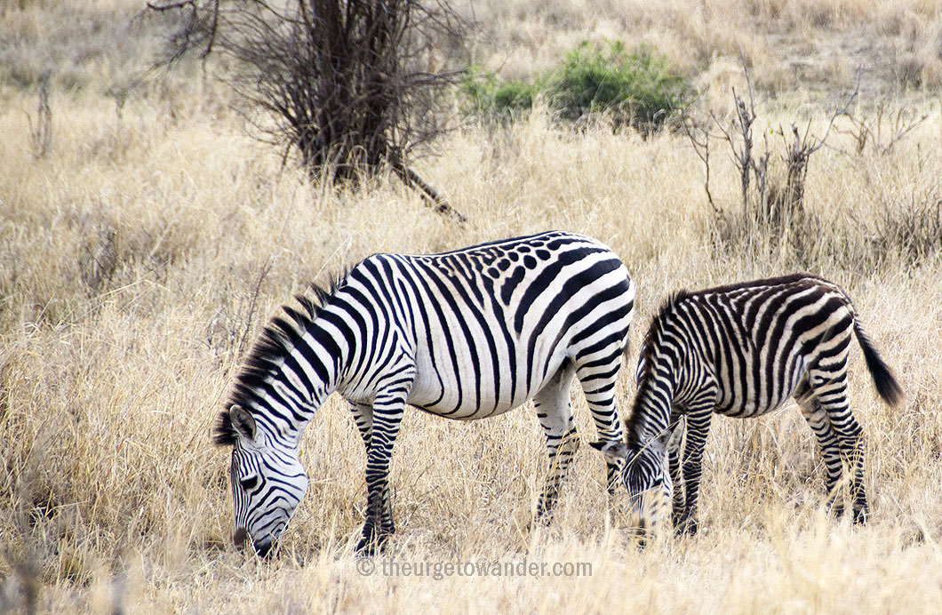 Zebra with spots in Central Serengeti