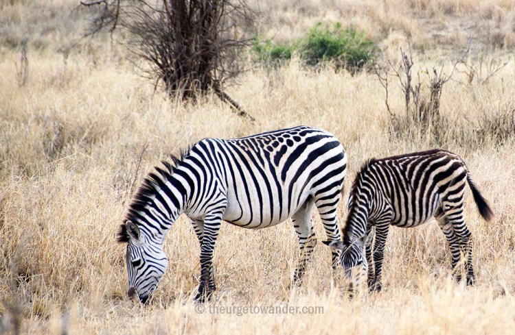 Zebra with spots in Central Serengeti