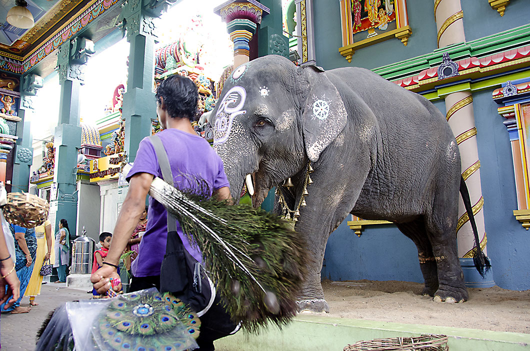 Elephant at the Manakula Vinayagar temple, Pondicherry
