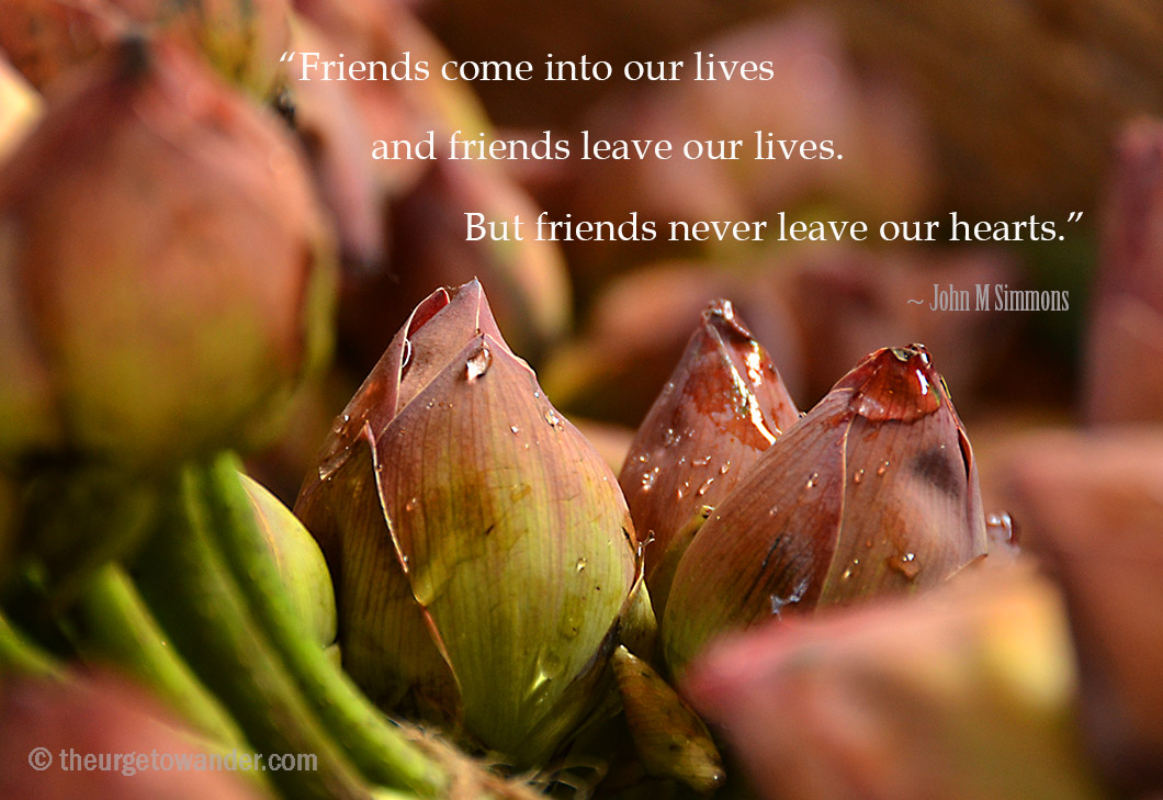 Lotus bds from Kolkata Flower Market