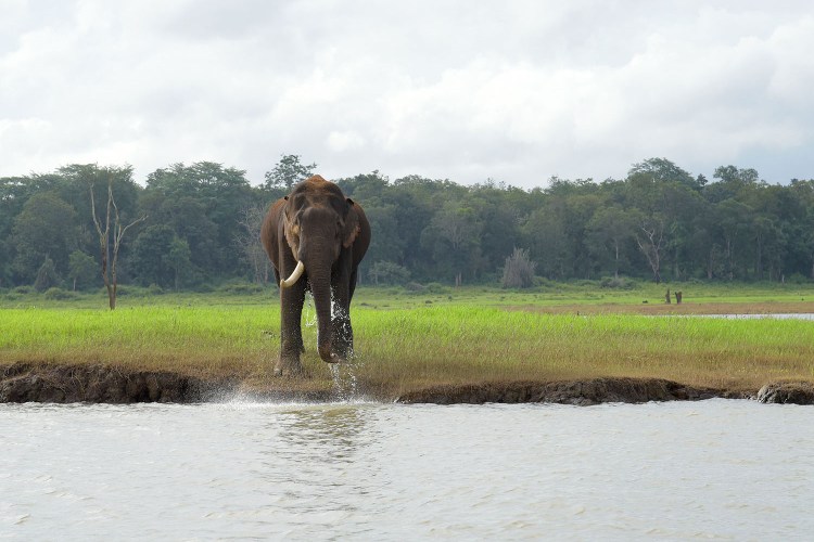 Single tusked elephant in Kabini, India