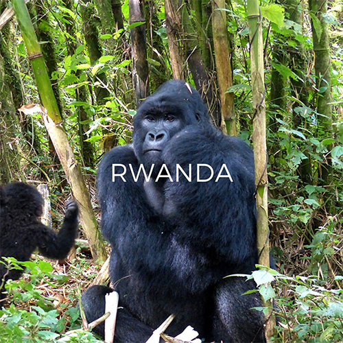 Silverback Gorilla - Link to Rwanda Guide Page