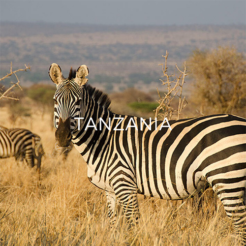 Zebra in Serengeti - Link to Tanzania Guide Page