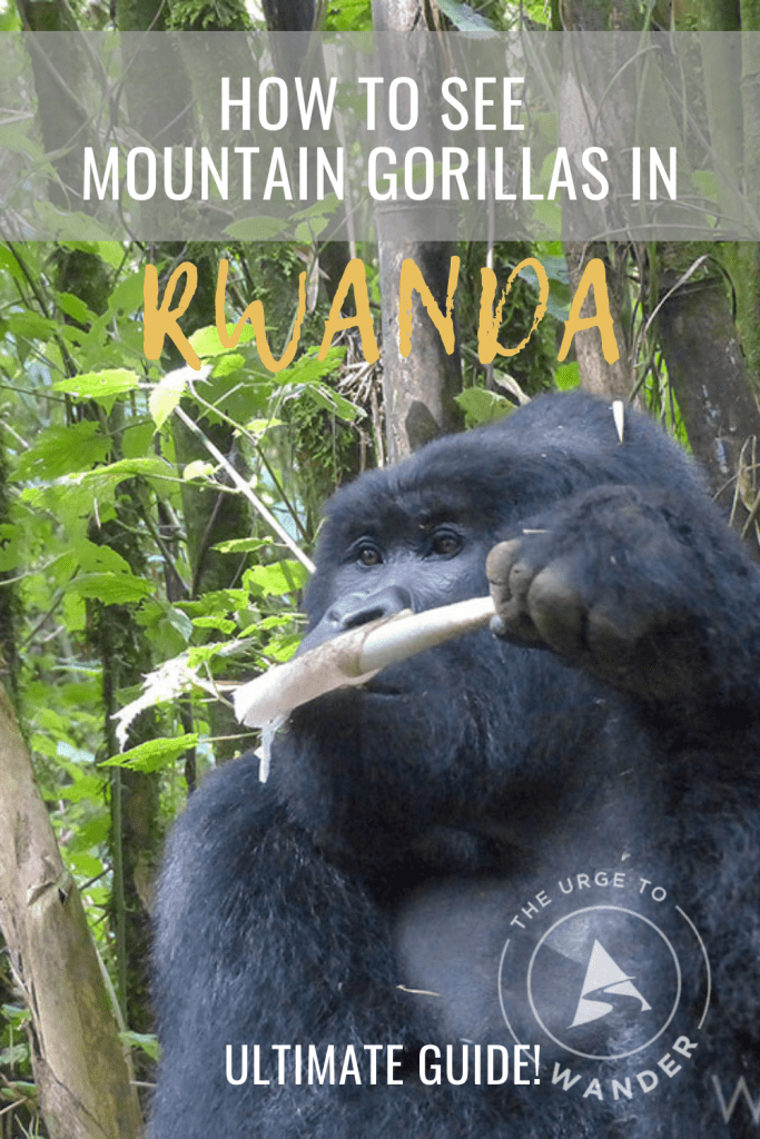 Mountain gorilla munching bamboo shoot - Wondering how to see mountain gorillas in Rwanda? This ultimate gorilla trekking guide has information on costs, visas, transport and more.