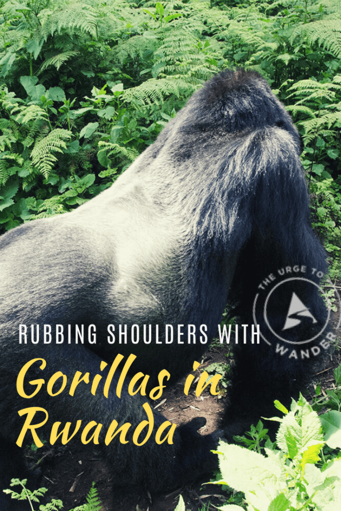 Details of our memorable trek with mountain gorillas in Rwanda. One life-changing hour with the silverbacks that is among our most memorable travel moments. #Silverback #Gorillas #Safari #GorillaTrekking #RwandaTravel #WildlifeTravel