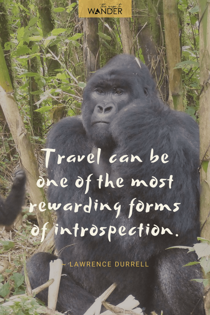 Looking for inspirational travel quotes? Here's a collection paired with my favourite travel photos sure to ignite wanderlust.
Image: Pensive Gorila in Rwanda.
#travelquotes #adventure, #exploring #travelinspiration