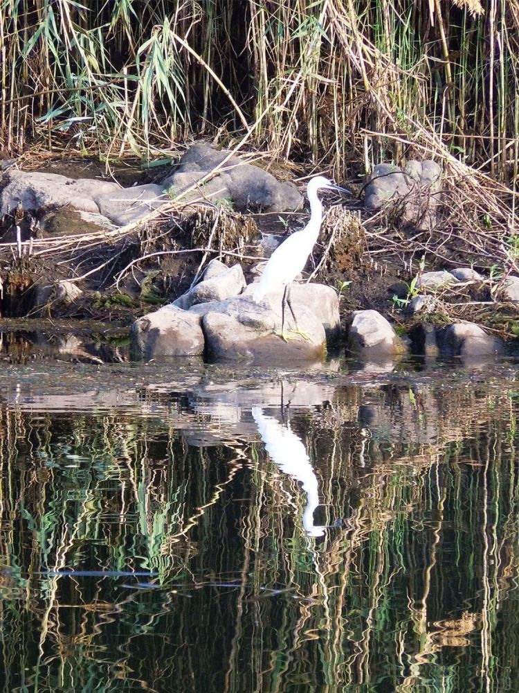 Reflection of egret along the Nile in Aswan.