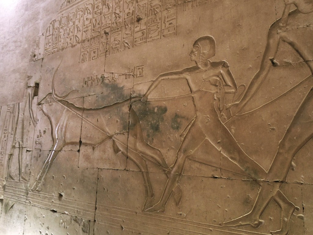 Hunting scene depicting the young Pharaoh holding on to the tail of a large bull. His father's hand and part of his leg are visible behind him and seem to be helping the boy snare the animal.